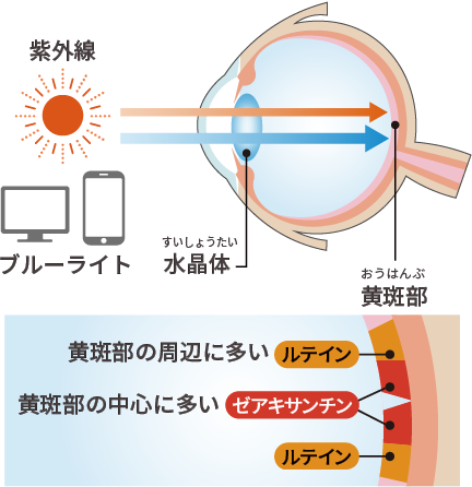 加齢により減少するルテイン、ゼアキサンチンをたっぷり補給！