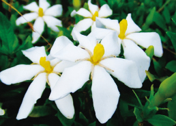 クロセチン(クチナシエキス)